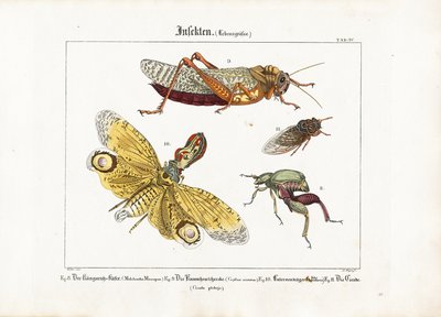 Verschiedene Insekten in Lebensgröße von Ludwig Meyer