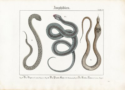 Giftige Schlangen: Viper, Strumpfbandnatter und Kobra von Ludwig Meyer