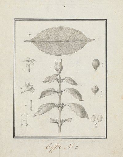 Coffea arabica L. (Arabica-Kaffee): fertige Zeichnung eines belaubten Triebs, mit Details von Blumen, Blättern und Früchten von Luigi Balugani