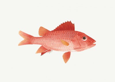 Fisch von Luigi Balugani