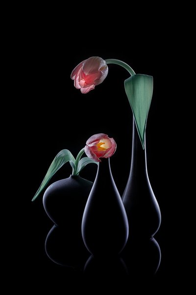 Elegante leuchtende Tulpen von Lydia Jacobs
