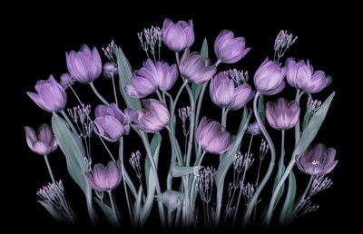 Leuchtende Lila Tulpen von Lydia Jacobs