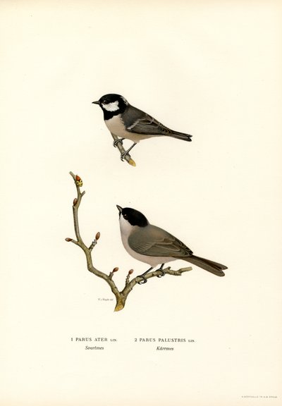 Haubenmeise von Magnus Ferdinand and Wilhelm von Wright