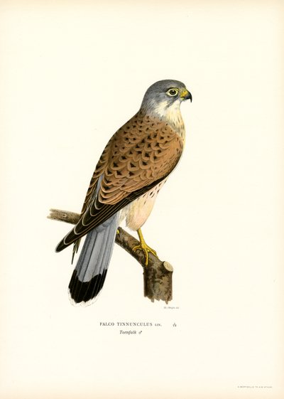 Turmfalke von Magnus Ferdinand and Wilhelm von Wright