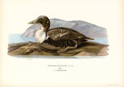 Eiderente von Magnus Ferdinand and Wilhelm von Wright