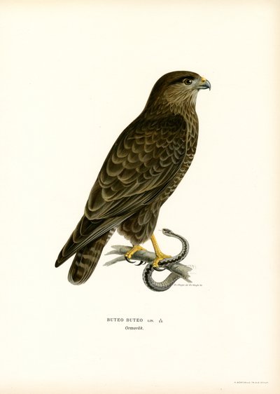 Mäusebussard von Magnus Ferdinand and Wilhelm von Wright