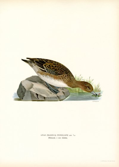 Pfeifente von Magnus Ferdinand and Wilhelm von Wright