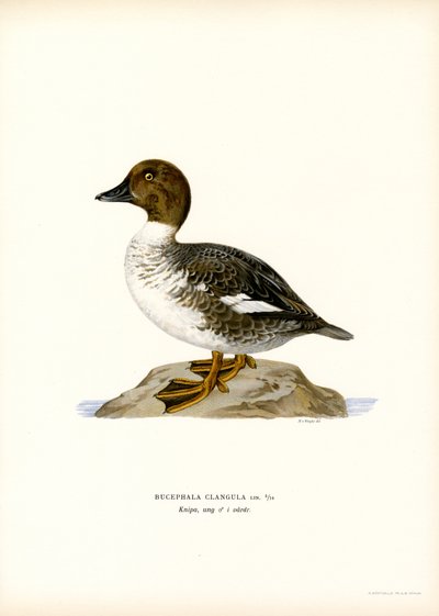 Schellente von Magnus Ferdinand and Wilhelm von Wright