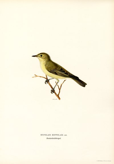 Gelbspötter (Farblithographie) von Magnus Ferdinand and Wilhelm von Wright