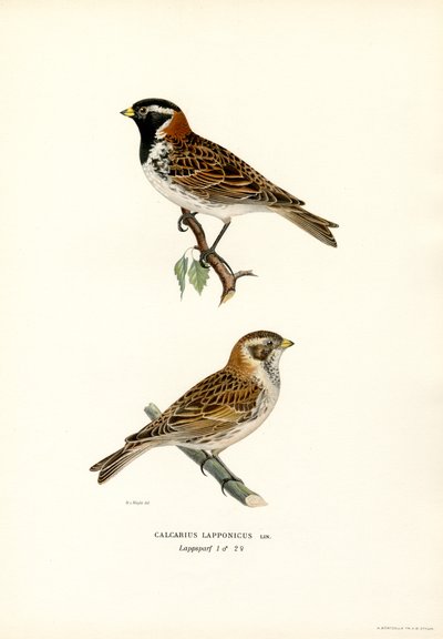 Spornammer von Magnus Ferdinand and Wilhelm von Wright