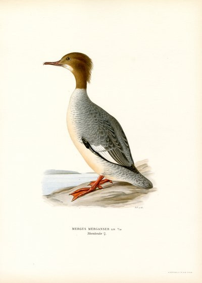 Gänsesäger von Magnus Ferdinand and Wilhelm von Wright