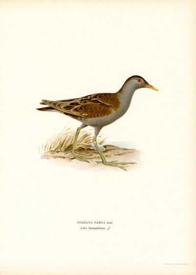 Kleines Sumpfhuhn von Magnus Ferdinand and Wilhelm von Wright