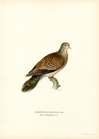Orientturteltaube von Magnus Ferdinand and Wilhelm von Wright