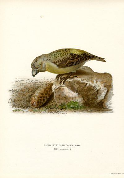 Fichtenkreuzschnabel (Farblithographie) von Magnus Ferdinand and Wilhelm von Wright