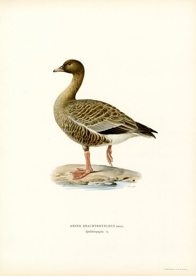 Kurzschnabelgans von Magnus Ferdinand and Wilhelm von Wright