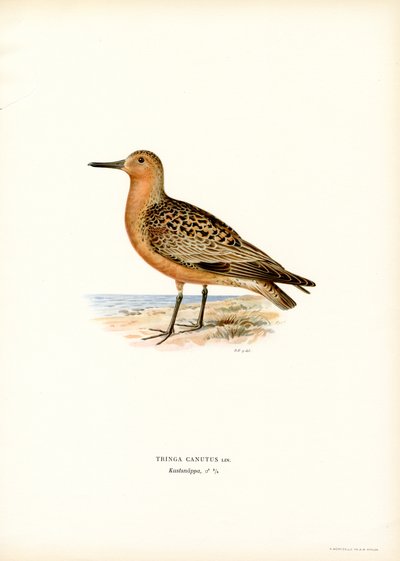 Meerstrandläufer von Magnus Ferdinand and Wilhelm von Wright