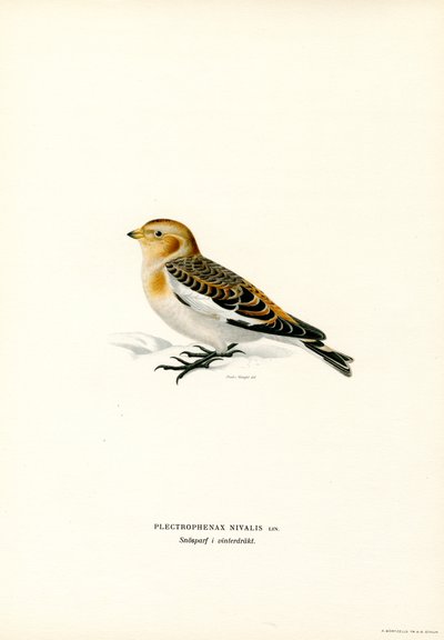 Schneeammer von Magnus Ferdinand and Wilhelm von Wright