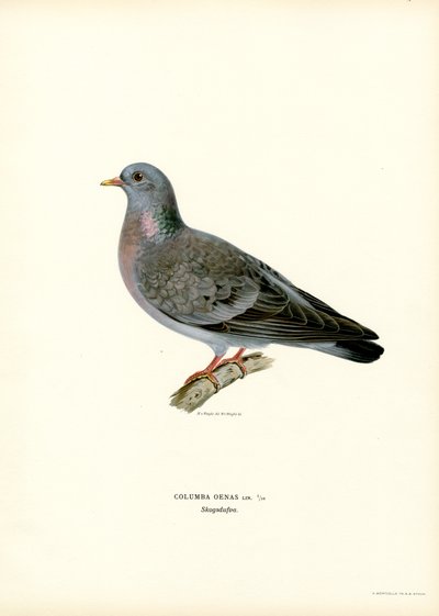 Hohltaube von Magnus Ferdinand and Wilhelm von Wright
