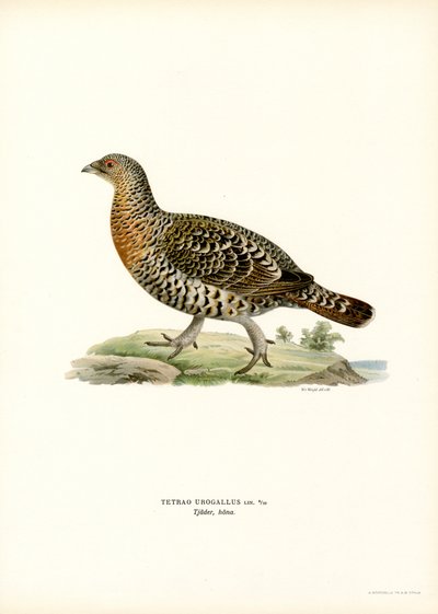 Auerhuhn von Magnus Ferdinand and Wilhelm von Wright