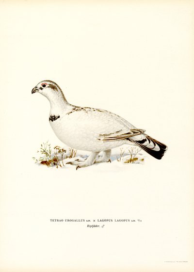 Auerhuhn x Moorschneehuhn von Magnus Ferdinand and Wilhelm von Wright