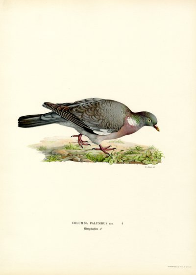Ringeltaube von Magnus Ferdinand and Wilhelm von Wright