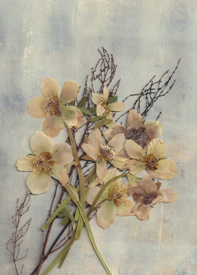 Zarte Gepresste Blumen von Maira Ribena