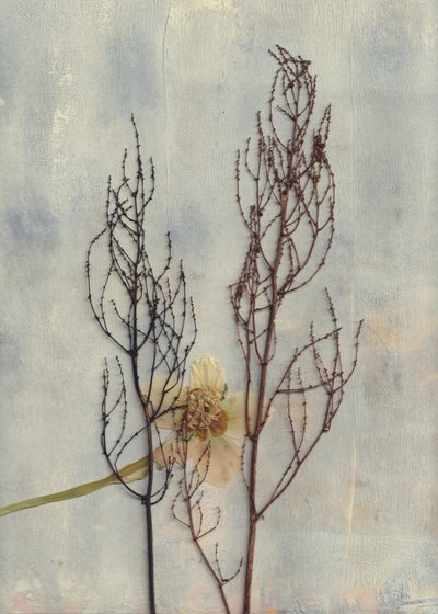 Minimalistische Getrocknete Botanicals von Maira Ribena