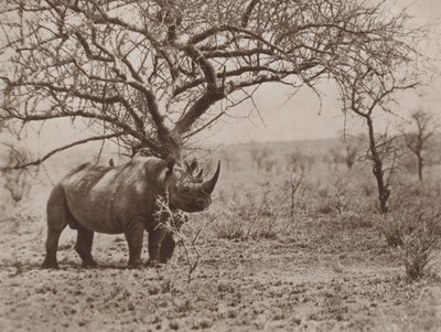 Der Freund des Nashorns, Zecken-Vögel an ihrem Posten von Marcuswell Maxwell