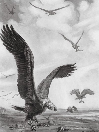 Geier tragen die Glieder der Erschlagenen davon von Margaret (after) Dovaston