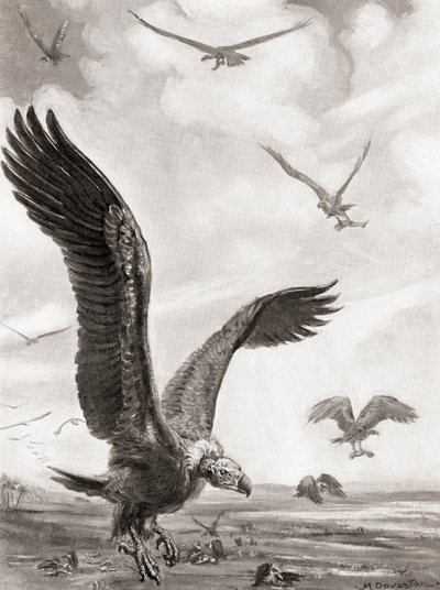 Geier tragen die Glieder der im Kampf Gefallenen davon, aus Hutchinsons Geschichte der Nationen, veröffentlicht 1915 von Margaret (after) Dovaston