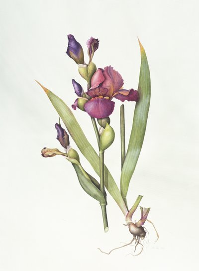 Iris von Margaret Ann Eden