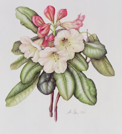 Rhododendron von Margaret Ann Eden