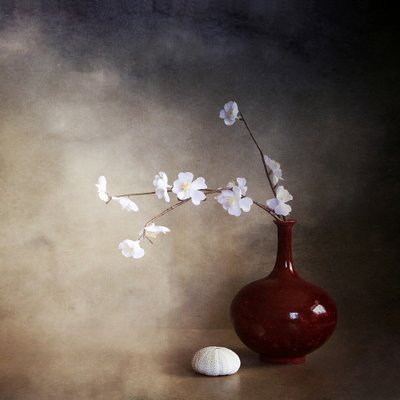 Ruhige Kirschblüten von Margaret Halaby