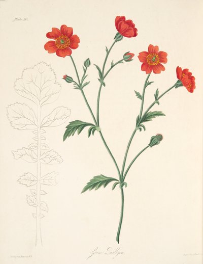 Chilenische Avens, aus Floral Illustrations of the Seasons, veröffentlicht 1829 von Margaret Roscoe