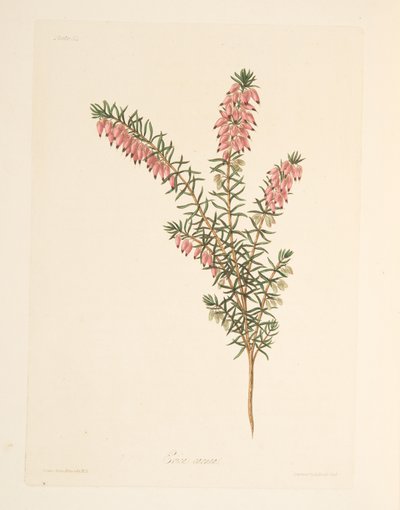 Fleischfarbene, frühblühende Heide, aus Florale Illustrationen der Jahreszeiten, veröffentlicht 1829 von Margaret Roscoe
