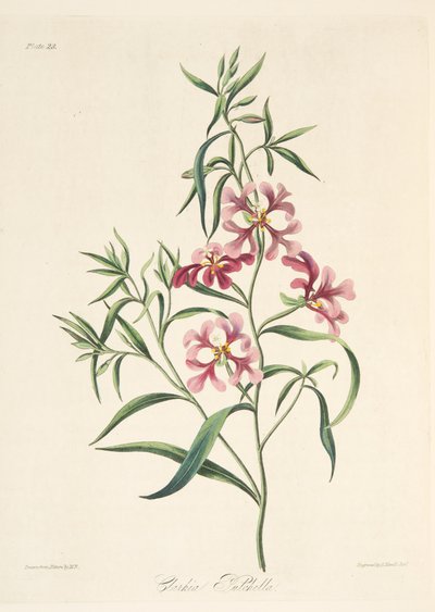 Hübsche Clarkia, aus Floral Illustrations of the Seasons, veröffentlicht 1829 von Margaret Roscoe