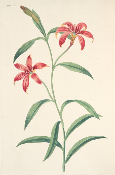 Selbstgefärbte chinesische Lilie, aus Floral Illustrations of the Seasons, veröffentlicht 1829 von Margaret Roscoe