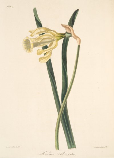 Spanische Narzisse, aus Florale Illustrationen der Jahreszeiten, veröffentlicht 1829 von Margaret Roscoe