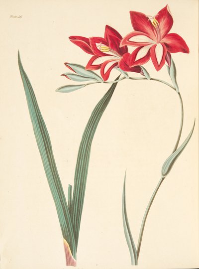 Prachtvolle Korn-Flagge, aus Floral Illustrations of the Seasons, veröffentlicht 1829 von Margaret Roscoe
