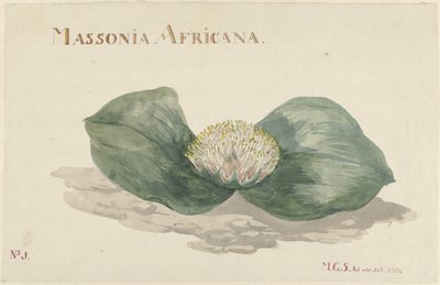 Blume Massonia Africana von Maria Geertruida Barbiers Snabilié