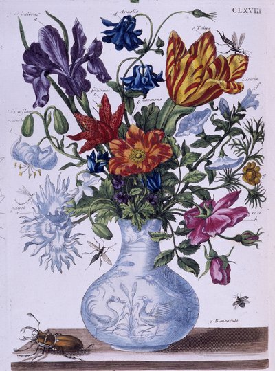 Käfer und verschiedene Blumen von Maria Sibylla Merian