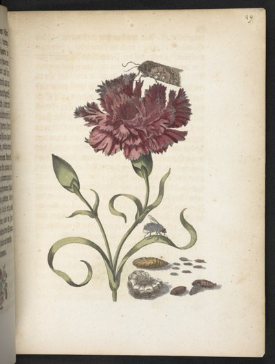Der Raupen wunderbare Verwandlung und sonderbare Blumen-Nahrung von Maria Sibylla Merian