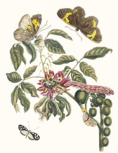 Coronilla Americana Arborescens. Aus dem Buch Metamorphosis insectorum Surinamensium, 1705 von Maria Sibylla Merian