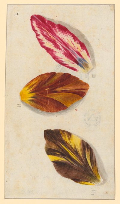 Einzelne Tulpenblätter von Maria Sibylla Merian