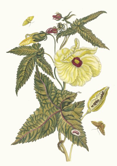 Muscus-Blume. Aus dem Buch Metamorphosis insectorum Surinamensium, 1705 von Maria Sibylla Merian