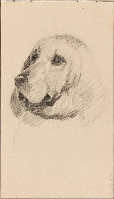 Kopf eines Hundes von Maria Wiik