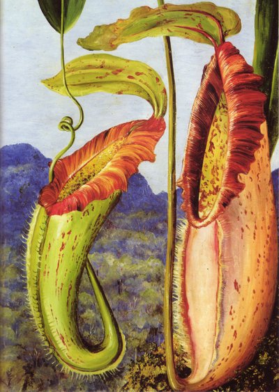 Eine neue Kannenpflanze aus den Kalksteinbergen von Sarawak, Borneo von Marianne North