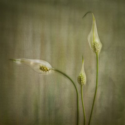 Gelassene Lilienblüten von Marie-anne Stas