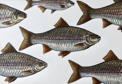 Illustration schwimmender Fische von Marina Kozyr