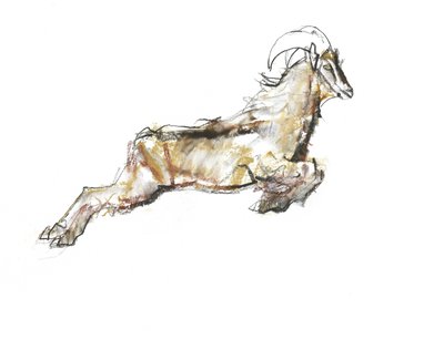 Arabischer Tahr, 2009 von Mark Adlington